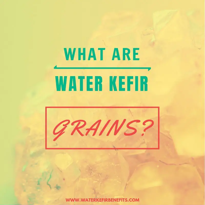 What Are Water Kefir Grains
